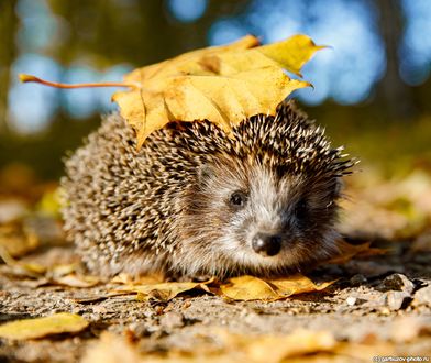 ОСЕННИЕ РИСУНКИ🍂ЕЖИК - колючий, но добрый! 🦔 РИСОВАНИЕ ...