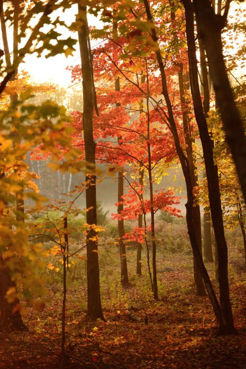 Осенние обои на телефон 🍪🦉📖🍂 | Pavlin дизайн-школа ...