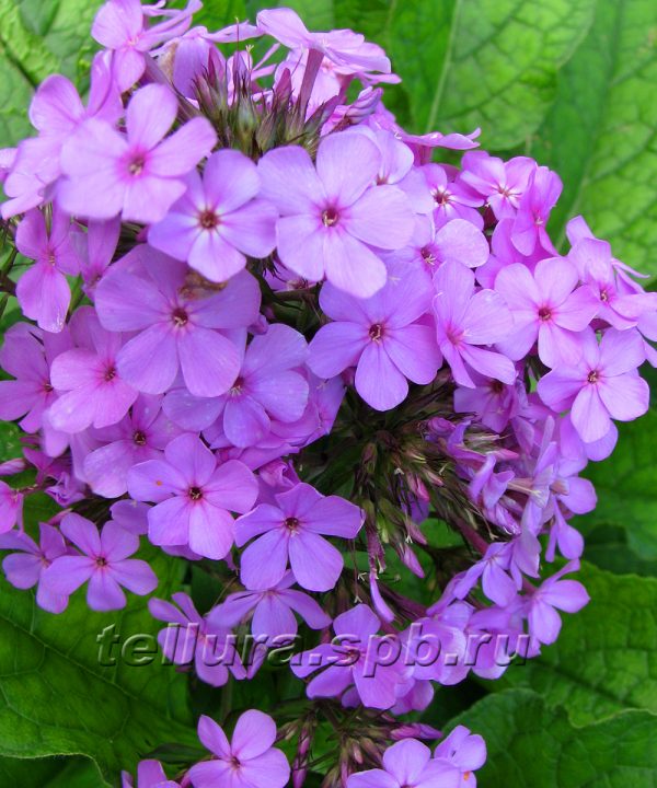 Флокс – Phlox. Описание. Виды. Условия выращивания.