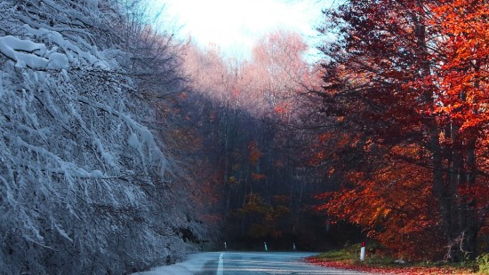 Обои зима, осень, листья, снег, скамейка, парк, trees, park ...