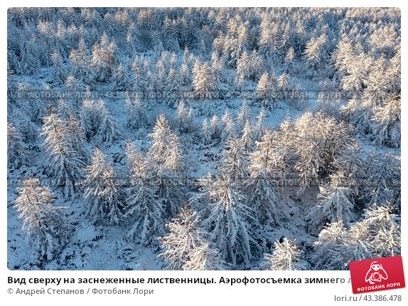 Скачать картинки Лес сверху, стоковые фото Лес сверху в ...