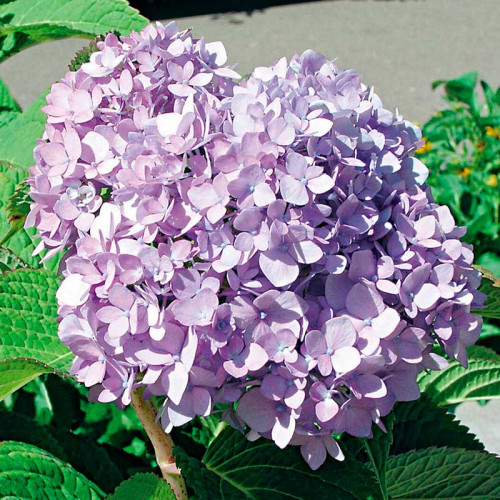 Купить Гортензия крупнолистная Бесконечное лето | Hydrangea ...