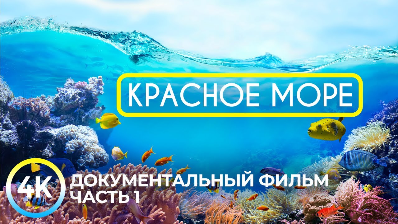 Красное море. 5 уникальных фактов – Pina Colada