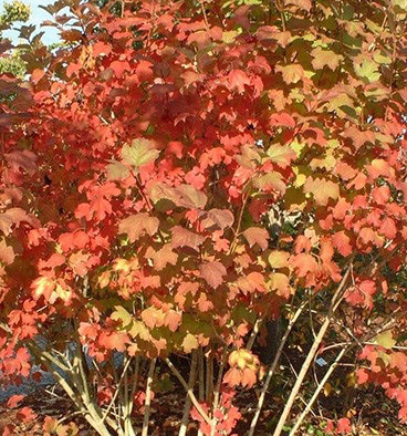 Калина обыкновенная Viburnum opulus ...