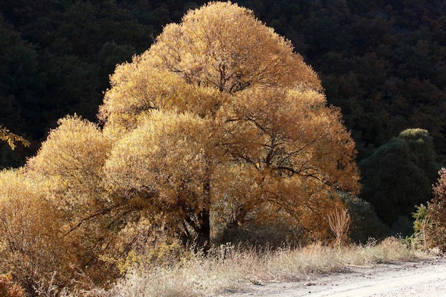 Salix alba | RussianPermaculture ...