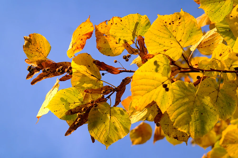 Тополь бальзамический, купить, Populus balsamifera ...