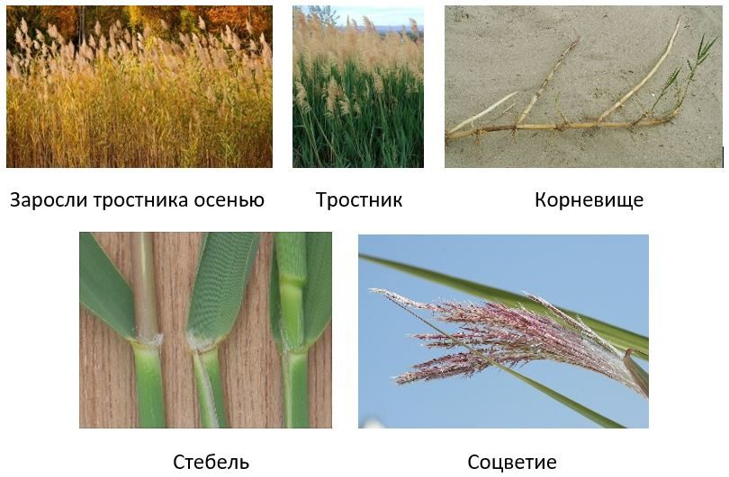 Как избавиться камыша на участке