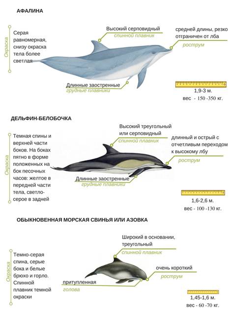 Долгая коса, Должанская: лучшие советы ...