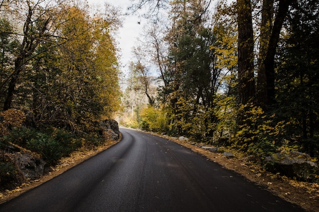 Дорога Лес Изображения – скачать бесплатно на Freepik