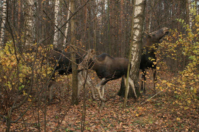 Босоногая тропа, Лосиный остров, достопримечательность ...