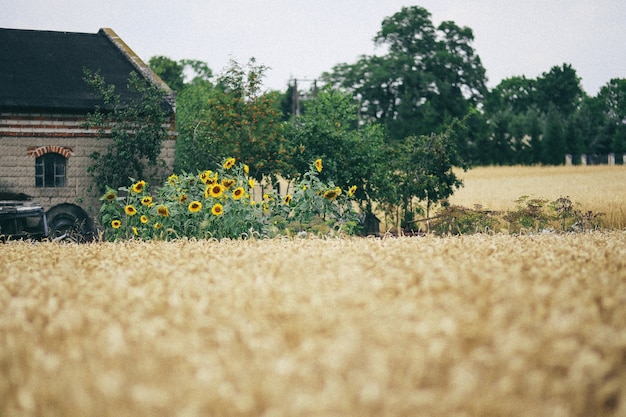 Деревня |лето|природа| country|Summer|nature|закат