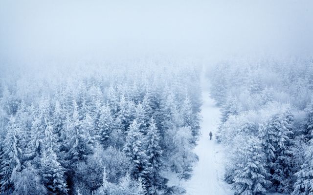 Скачать картинки Ночной зимний лес, стоковые фото Ночной ...