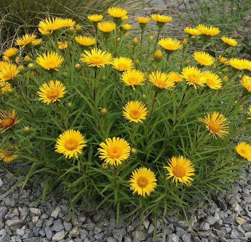 Девясил высокий (Inula Helenium L.) - «Выгоняет Колорадского ...