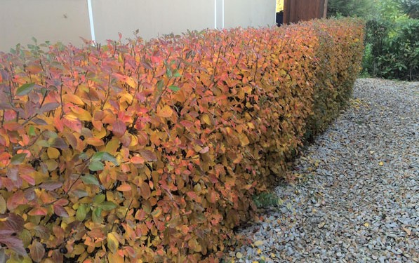 horizontal cotoneaster ...