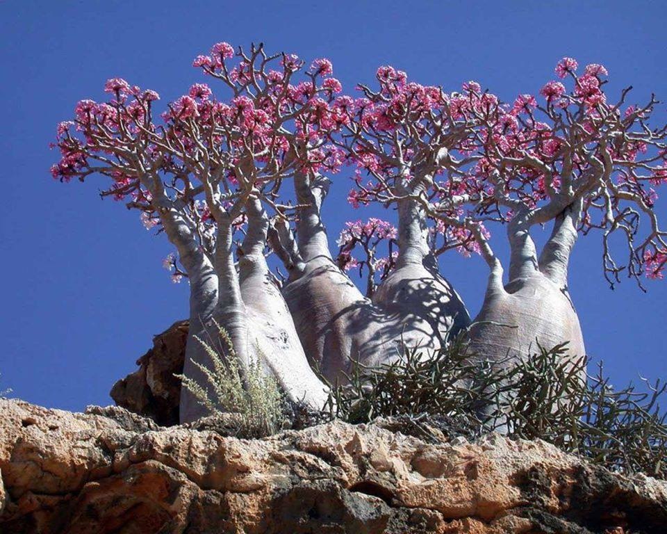 История Сокотры :: Socotra Eco-Tours