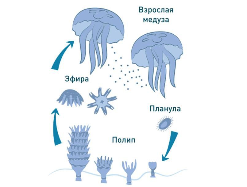 Одесское побережье заполонили медузы (фото) | Новости Одессы