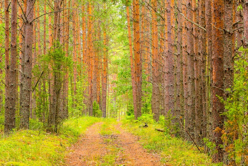 Красивый зеленый летний лес Весенний фон | Премиум Фото