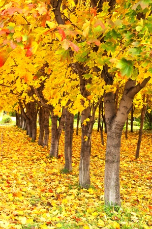 Free Photos | Autumn leaves autumn image