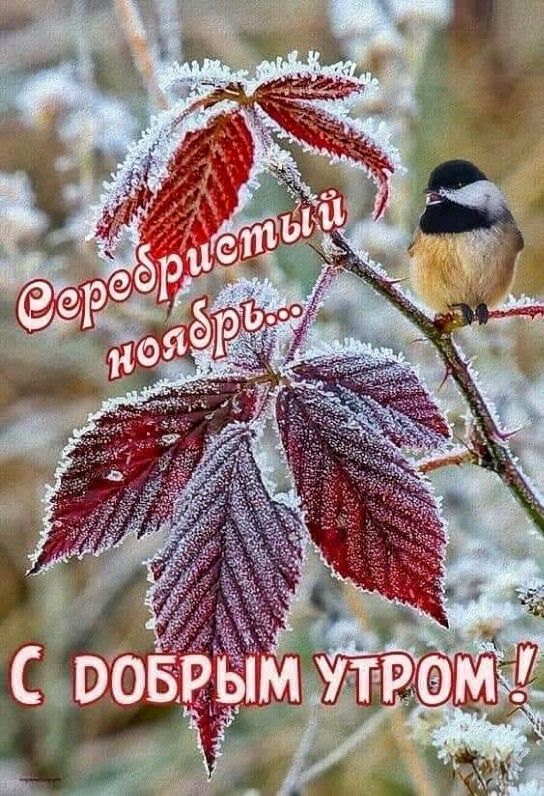 Доброе утро | Солнечного утра весны. Рецепт дня на сегодня ...