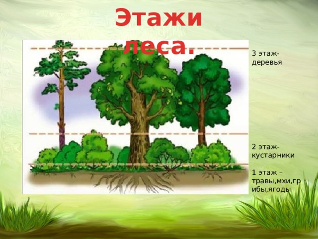 Кустарники леса. - Начальные классы - Презентации - 2 класс