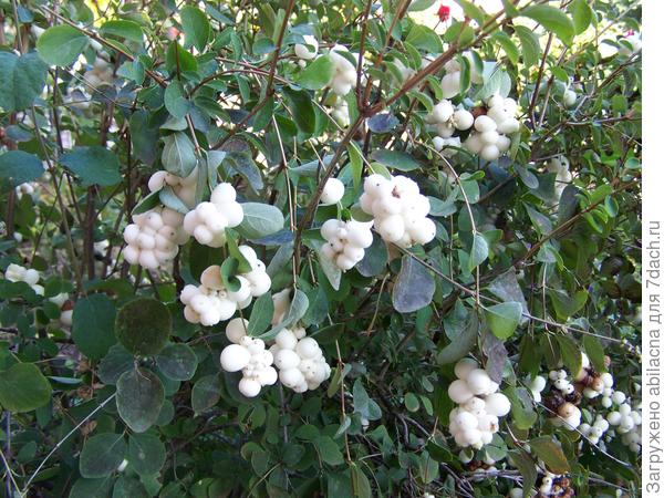 Применение снежнеягодников в ландшафте - GreenMarket