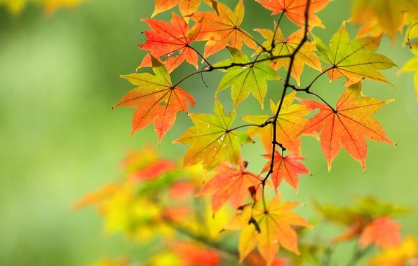 Обои осень, листья, фон, close-up, yellow, background, autumn ...