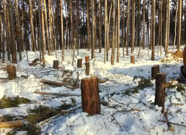 Жители Перми объединились против вырубки городского леса ...