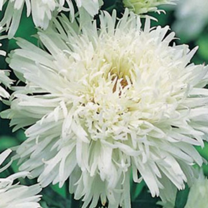 Chrysanthemum koreanum ...