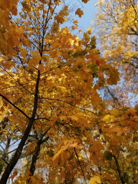 СветЛана . | Осень. Октябрь🍂 Осенняя ...