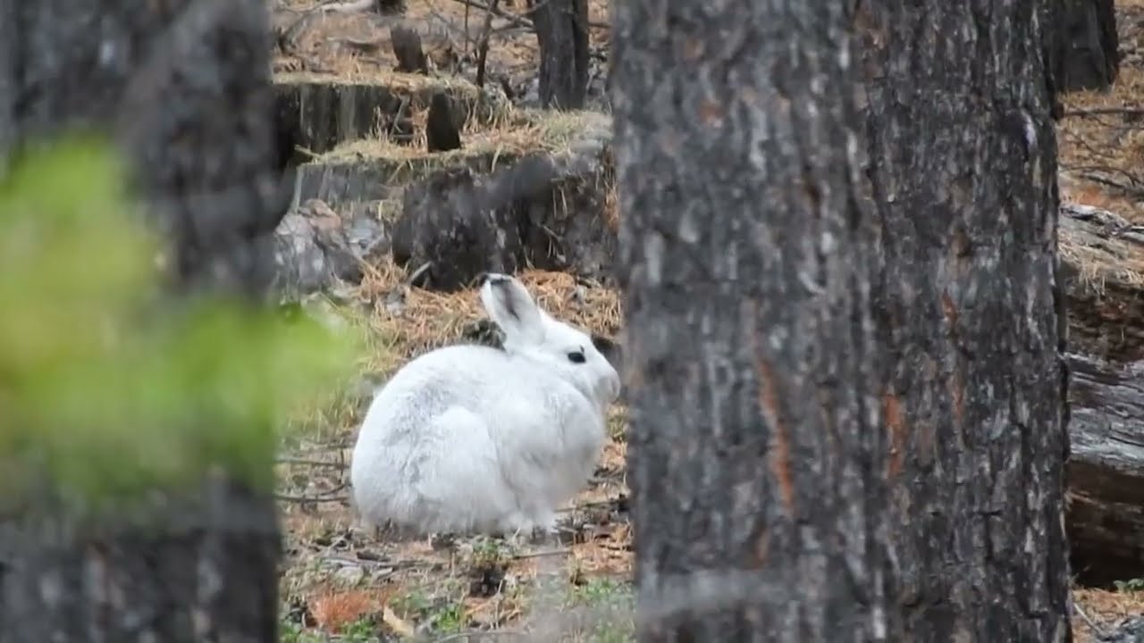 Вопрос по зайцу