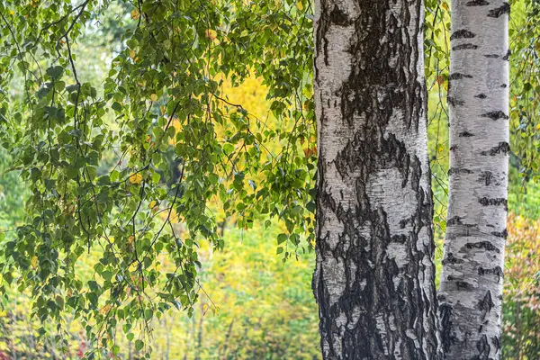 100 картина белая береза фотографии, картинки и фоновые ...