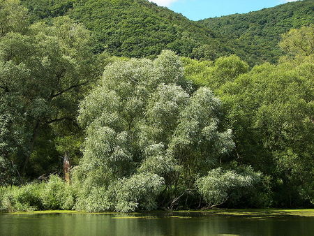 Ива, не похожая на иву. Как вырастить фантастическую 'Хакуро ...