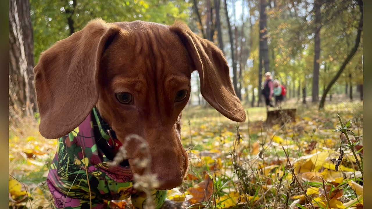 Моя первая осень... Здравствуй!