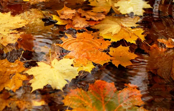 Обои вода, leaves, макро, water, листья ...