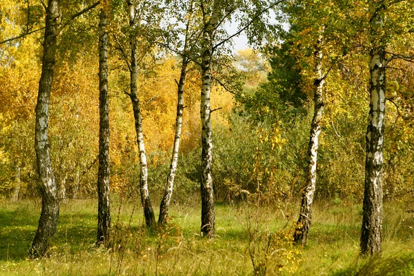 Зеленые березы летом. За городом. | Премиум Фото