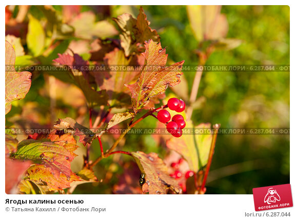 Красные ягоды калины осенью. Стоковое фото № 5158178 ...