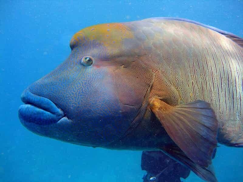 Red Parrot Fish ...