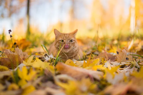 Обои осень, листья, котенок, играет на ...