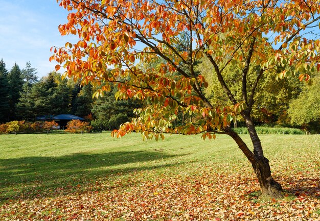 Autumn leaves of cherry blossoms