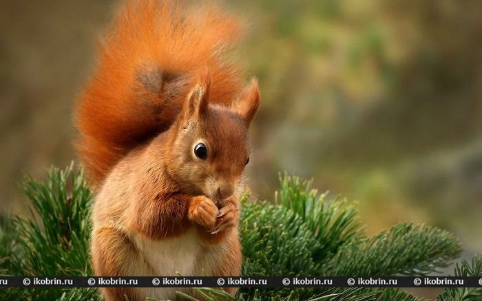 GISMETEO: Чем может грозить общение с «безобидными» белками?