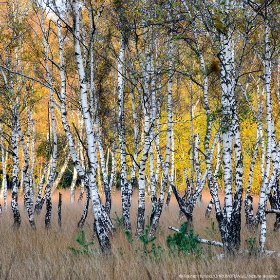 Купить Береза повислая Betula pendula - в питомнике Флорини