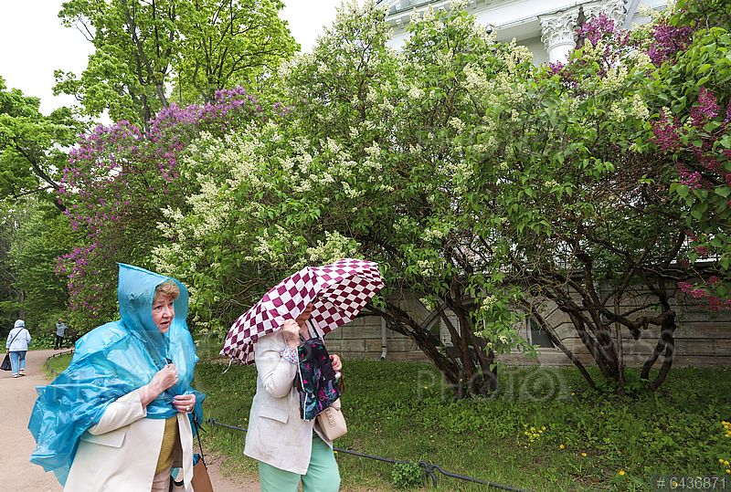 дождь в парке летом. мокрый асфальт как зеркало. отражение ...