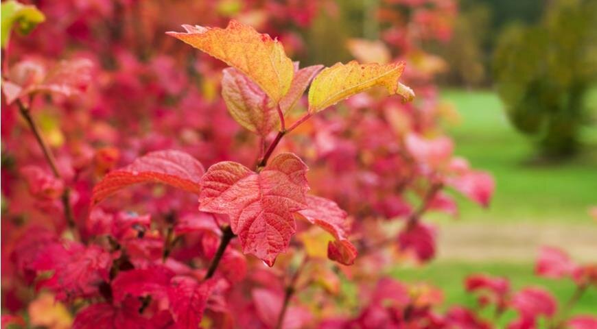 Viburnum opulus Nanum ...