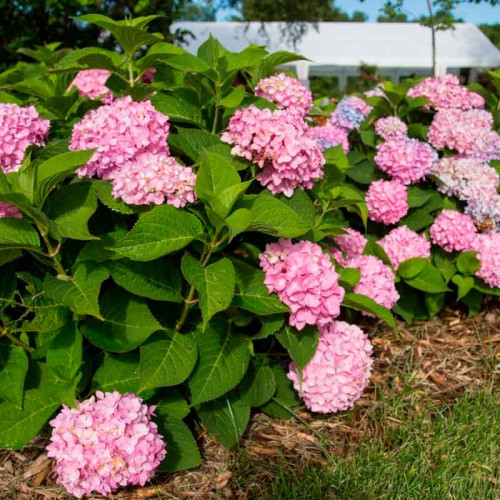 Гортензия БЕСКОНЕЧНОЕ ЛЕТО 🌸🌸🌿🌿в условиях средней полосы ...