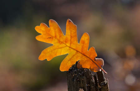 Quercus robur Aurea ...