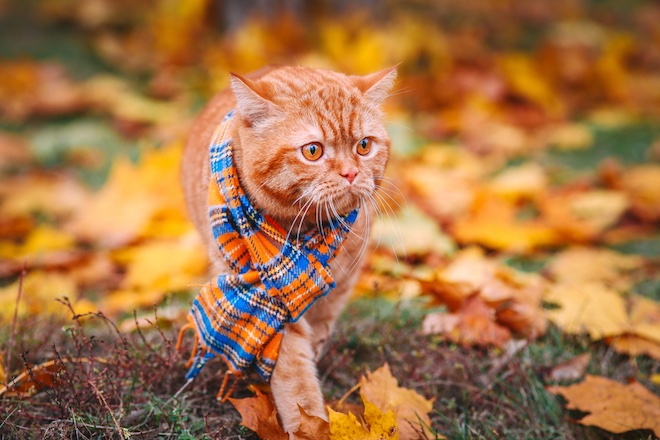 Директ проект - Понедельник... Осень☔🍁🍂🍃Бррр холодно ...