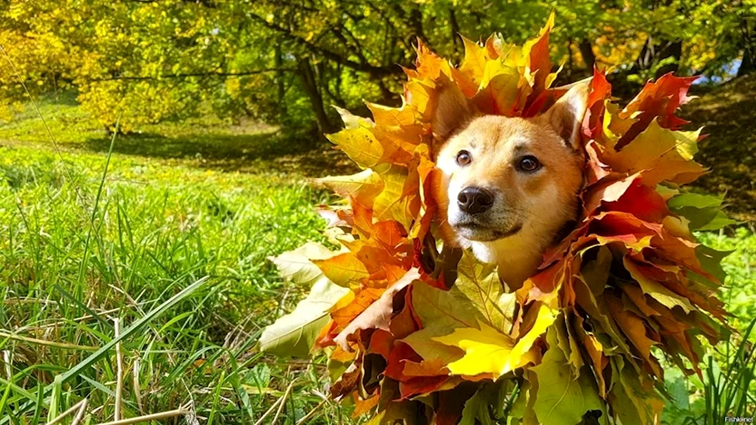 Осень🍁🍁🍁 - не повод грустить! 😉😀😁 | Милая Хозяюшка ...