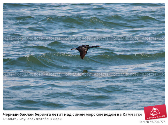 Бакланы - угроза побережью Азовского моря | podrobnosti.ua