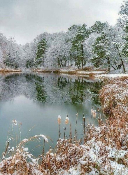 Скачать картинки Вирджиния рептилия осень, стоковые фото ...