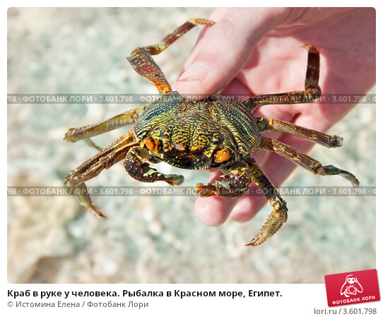 Battle crab on the beach in Vityazevo - YouTube